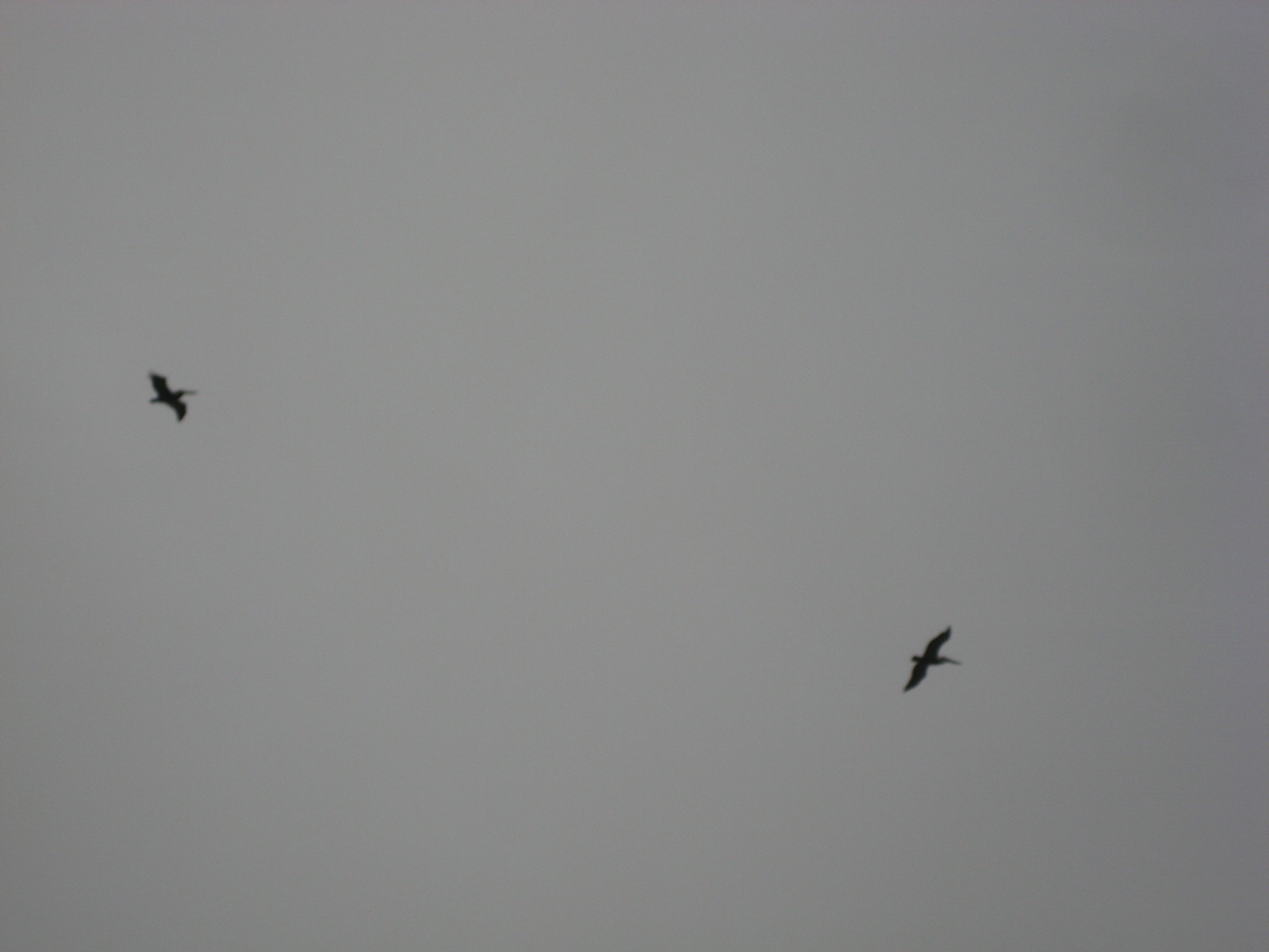 Birds!